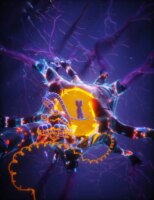 Longevity Gene May Safeguard Brain Against Aging and Dementia