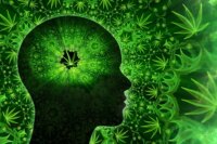 Cannabis and Memory: Remembering Events That Never Occurred