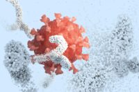 Scientists Uncover How Antibodies Attack Viruses