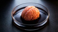 Mini Brain Organoids Reveal Key Biological Differences in Alzheimer’s