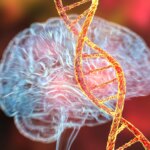 Early Brain Changes Linked to Alzheimer’s Detected Decades Ahead