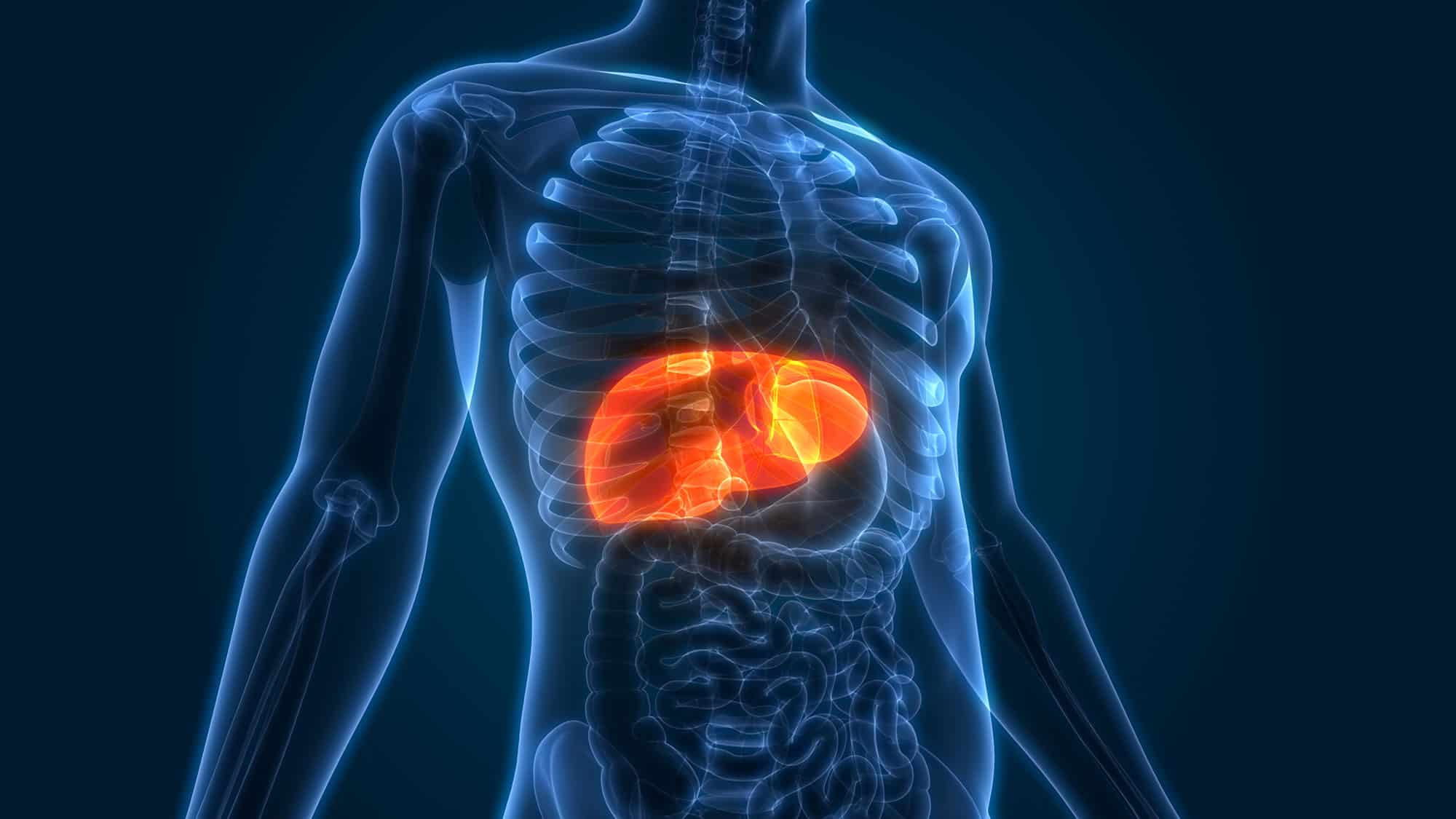 Scientists Develop Mini Livers That May Replace Transplants