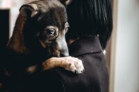 Science Challenges Common Myths About Pets and Stress