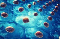 Could Young Stem Cells Unlock Healthier Aging?
