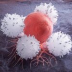 Unlocking New Cancer Treatments: The Role of White Blood Cell Creation