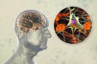 Plant Compounds in Berries, Tea, and Cocoa for Brain Health