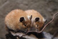 Desert Mouse Defies Aging: Implications for Human Longevity