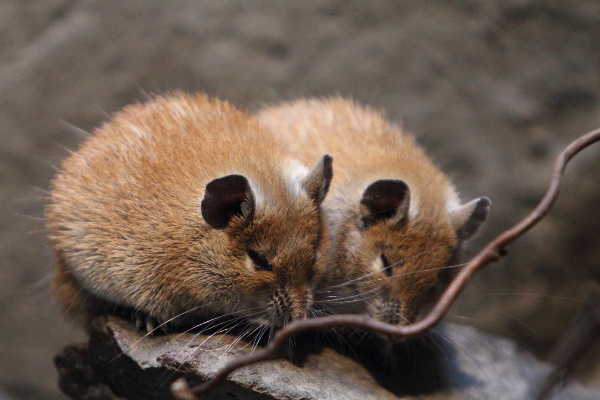Desert Mouse Defies Aging: Implications for Human Longevity