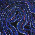 24-Hour Fast Activates Gut-Healing Microbial Pathway