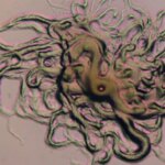 Newly Discovered Fish-Killing Pathogens in Brazil