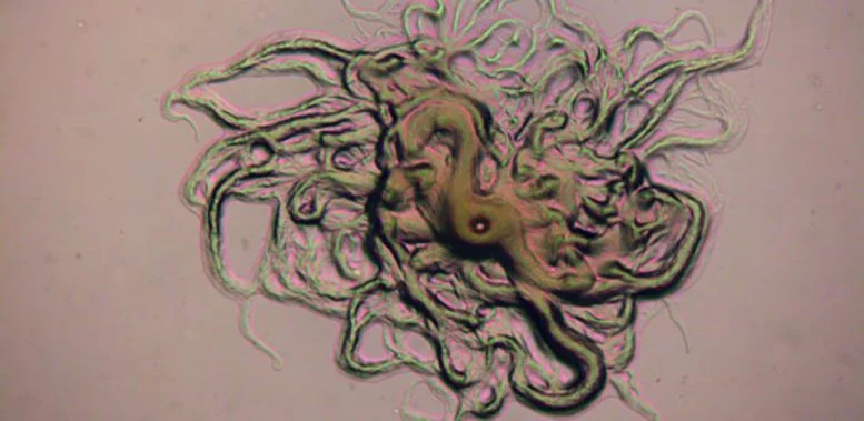 Newly Discovered Fish-Killing Pathogens in Brazil