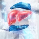 Scientists Uncover Hormone Pathway Shielding Liver From Damage
