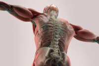 New Research Disputes Common Exercise Tips for Bone Health