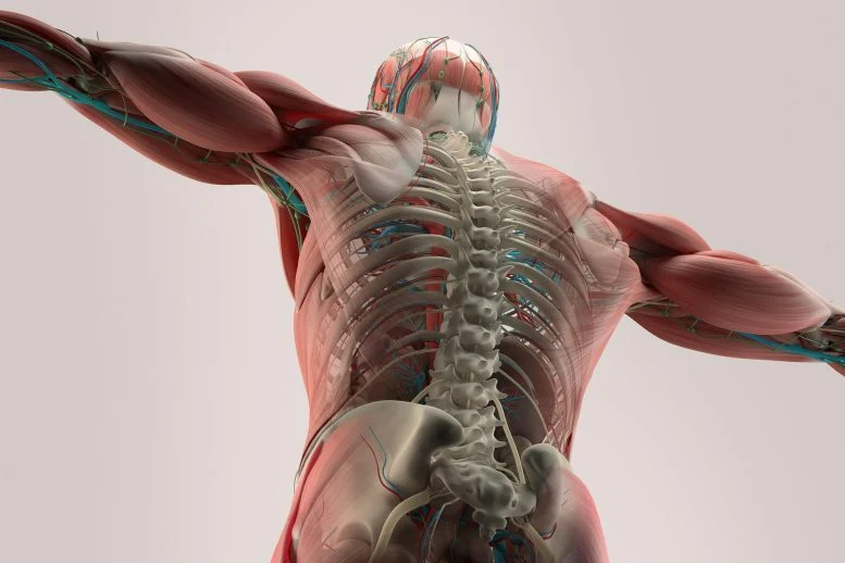 New Research Disputes Common Exercise Tips for Bone Health