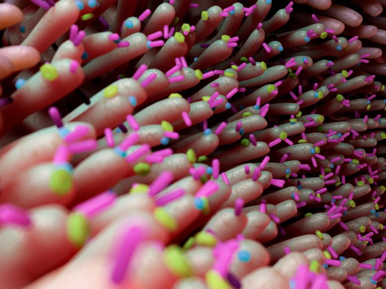 Gut Bacteria May Create Lasting “Protective Memory” in Intestines
