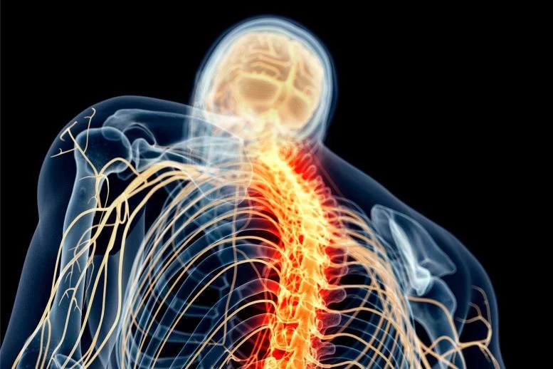 Promising Immune Cells May Unlock Spinal Cord Regeneration
